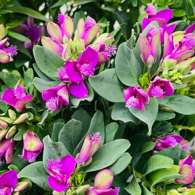 Polygala myrtifolia (Vleugeltjesbloem) struik 40 cm