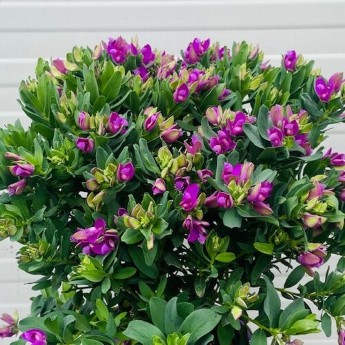 Polygala myrtifolia (Vleugeltjesbloem) struik 40 cm