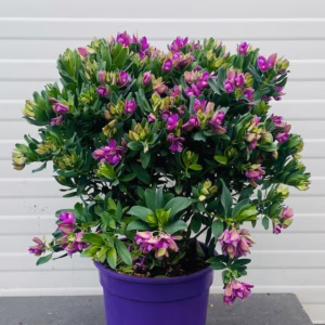 Polygala myrtifolia (Vleugeltjesbloem) struik 40 cm
