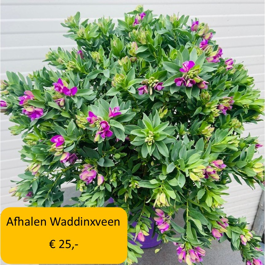 rhododendron bibiani Rhododendron Bibiani Plant  Buy Now!  Ladybird Nursery