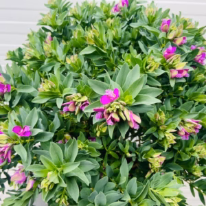 Polygala myrtifolia (Vleugeltjesbloem) struik 50 cm