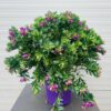 Polygala myrtifolia (Vleugeltjesbloem) struik 50 cm
