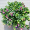 Polygala myrtifolia (Vleugeltjesbloem) struik 50 cm