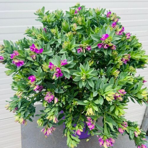 Polygala myrtifolia (Vleugeltjesbloem) struik 50 cm