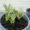 Pulsatilla vulgaris 'Ciolet Blue'