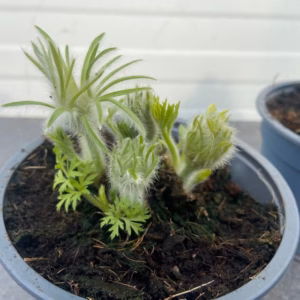 Pulsatilla vulgaris 'Ciolet Blue'