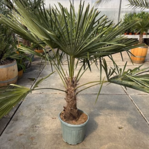 Trachycarpus fortunei (Chinese Waaierpalm)