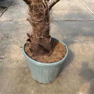 Trachycarpus fortunei (Chinese Waaierpalm)
