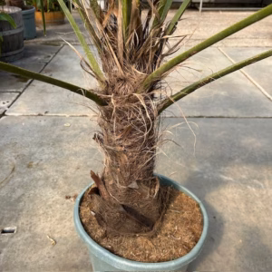 Trachycarpus fortunei (Chinese Waaierpalm)