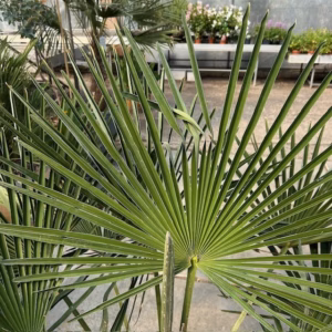 Trachycarpus fortunei (Chinese Waaierpalm)