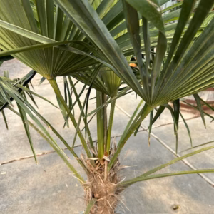 Trachycarpus fortunei (Chinese Waaierpalm)