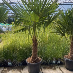 Trachycarpus fortunei 150 cm