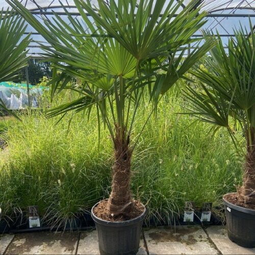 Trachycarpus fortunei 150 cm