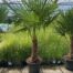 Trachycarpus fortunei 150 cm