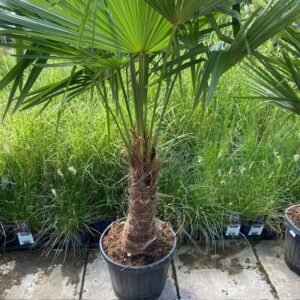 Trachycarpus fortunei 150 cm
