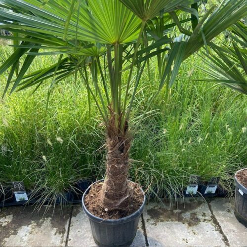 Trachycarpus fortunei 150 cm