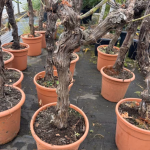 Druivenboom met knoestige stam