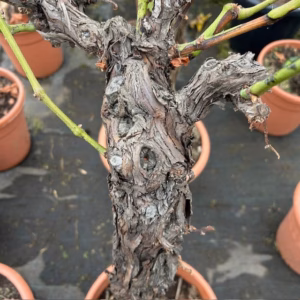 Druivenboom met knoestige stam