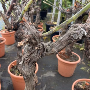 Druivenboom met knoestige stam