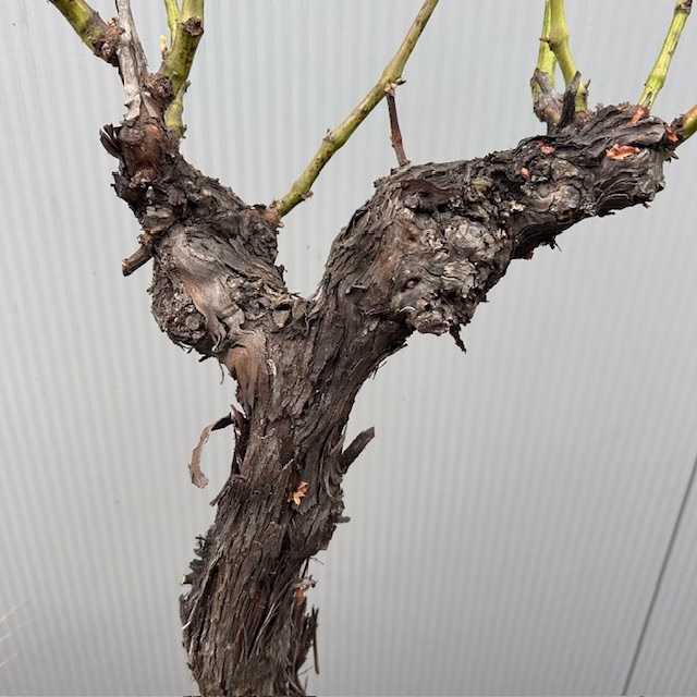 Druivenboom met knoestige stam