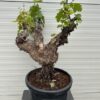Druivenboom met knoestige stam