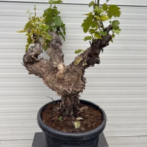 Druivenboom met knoestige stam