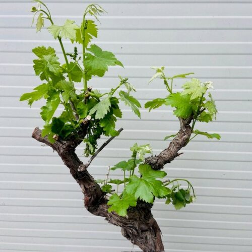 Knoestige druif (vitis vinifera ) xxl