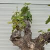 Druivenboom met knoestige stam