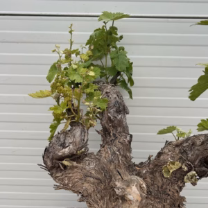Druivenboom met knoestige stam