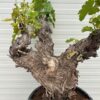 Druivenboom met knoestige stam