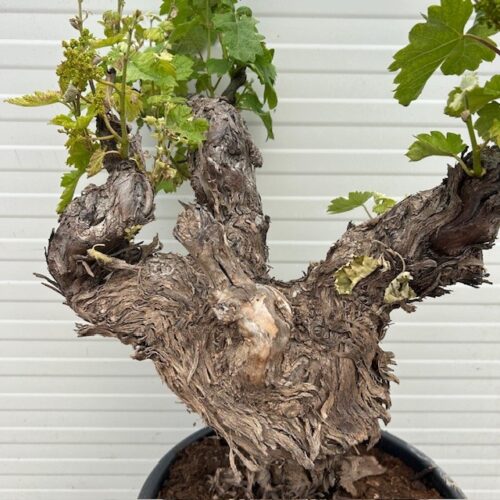 Druivenboom met knoestige stam