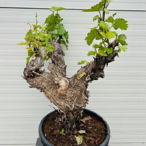 Druivenboom met knoestige stam
