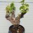 Druivenboom met knoestige stam