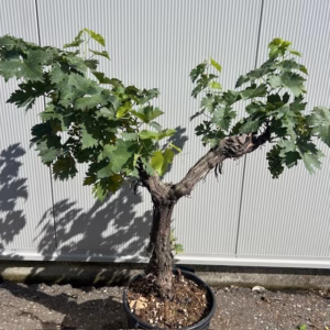 Druivenboom met knoestige stam