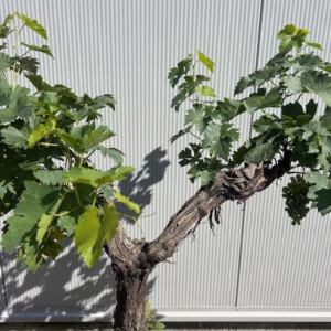 Druivenboom met knoestige stam