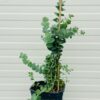 Eucalyptus gunnii baby blue 30 cm