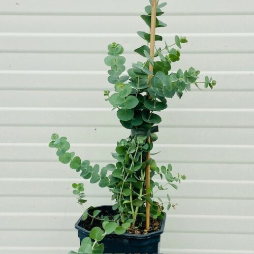 Eucalyptus gunnii baby blue 30 cm