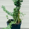 Eucalyptus gunnii baby blue 30 cm