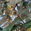 Elaeagnus Ebbingei (Olijfwilg) Leiboom stam 200 cm