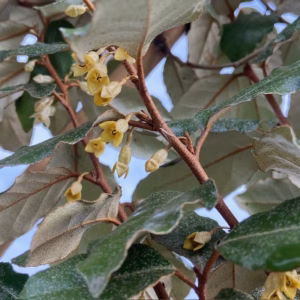 Elaeagnus Ebbingei (Olijfwilg) Leiboom stam 200 cm