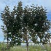 Elaeagnus Ebbingei (Olijfwilg) Leiboom stam 200 cm