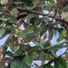 Elaeagnus Ebbingei (Olijfwilg) Leiboom stam 200 cm