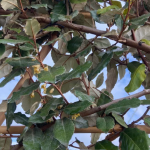 Elaeagnus Ebbingei (Olijfwilg) Leiboom stam 200 cm