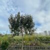 Elaeagnus Ebbingei (Olijfwilg) Leiboom stam 200 cm