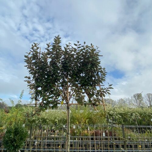 Elaeagnus Ebbingei (Olijfwilg) Leiboom stam 200 cm