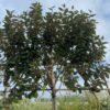 Elaeagnus Ebbingei (Olijfwilg) Leiboom stam 200 cm