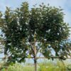 Elaeagnus Ebbingei (Olijfwilg) Leiboom stam 200 cm