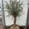 Olijfboom met nostalgische stam P60