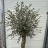 Olijfboom met nostalgische stam P60