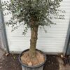 Olijfboom met nostalgische stam P60